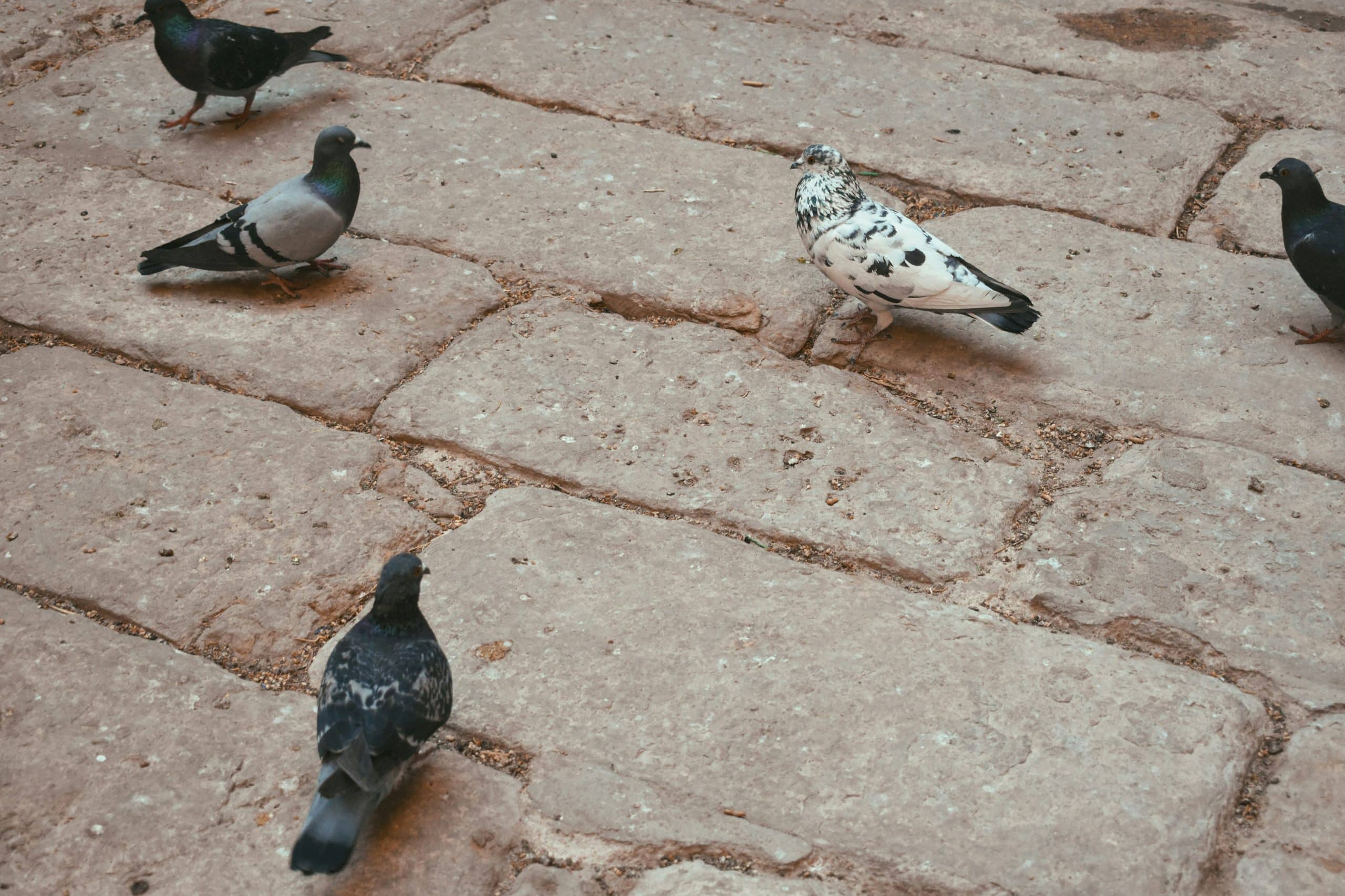 Hidden Property Destroyers: Pest Issues That Kill Home Values in Las Vegas